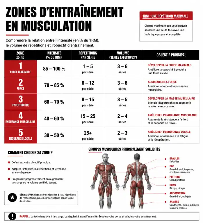 Infographie des zones d'entraînement pour la force musculation
