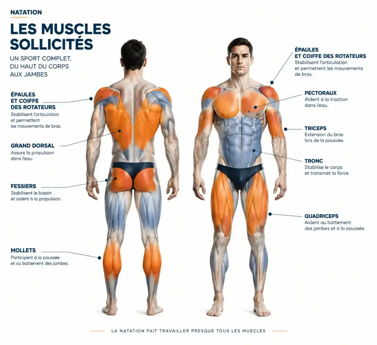 Schéma des muscles à cibler pour la musculation en natation : dos, épaules, pectoraux, tronc et jambes